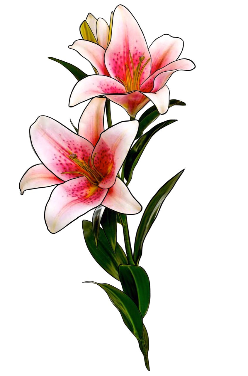 Stargazer lilies with green leaves.